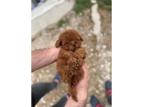 Kore teacup poodle yavrularımız