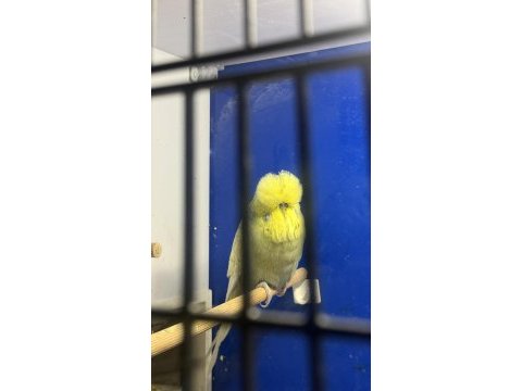 Üst vasıf gri sarı yüz sp şhow jumbo erkek kuşumuz