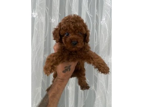 Kore erkek toy poodle bebekler