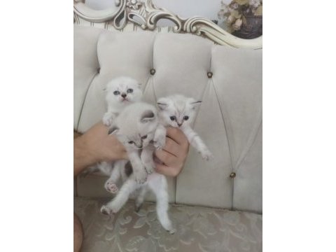 Scottish fold blue point yavrularımız