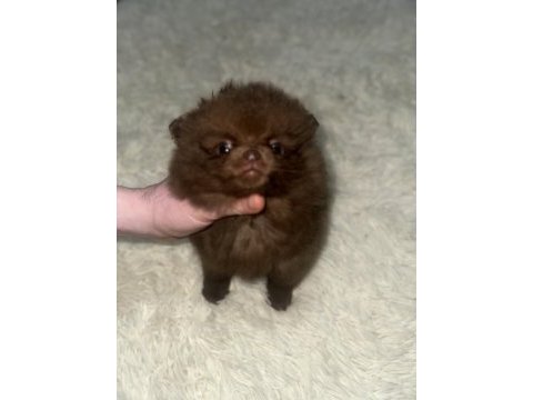Pomeranian boo çikolata ve merle rengi