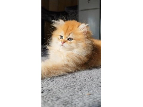 Yeni yuvasını arayan 2 buçuk aylık erkek british longhair
