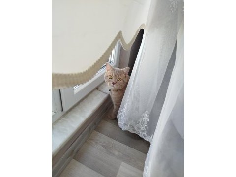 Bal küpü british shorthair
