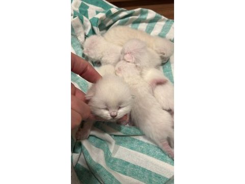 British longhair birbirinden güzel bebekler