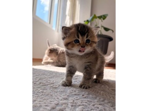 Çok oyuncu safkan british shorthair yavrumuz