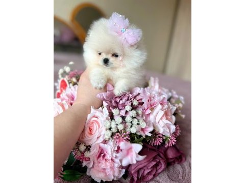 Teacup kısa burur pomeranian prenses