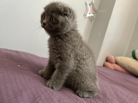 Oyuncu scottish fold oğluma yuva