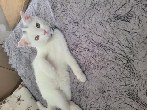 Scottish fold kedi