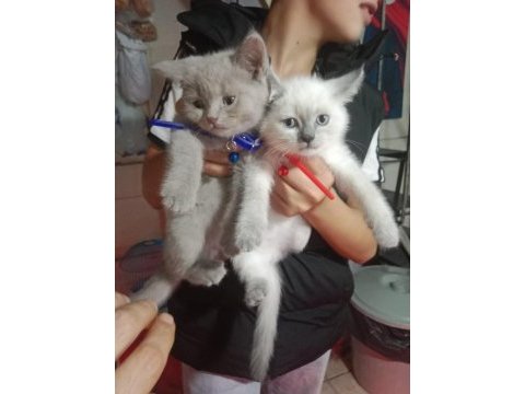 Yavru kediler yeni yuvasına gitmeye hazır