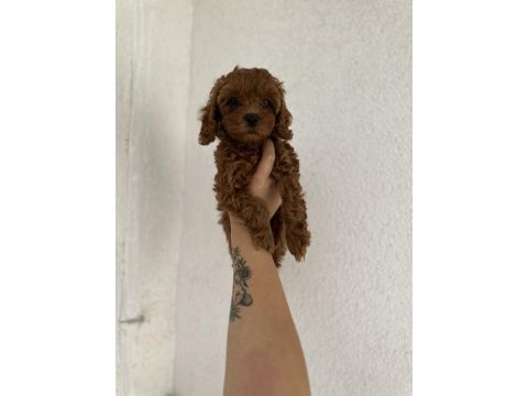 Redbrown toy poodle