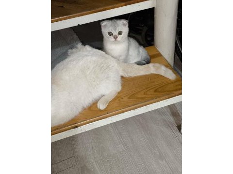 Efsane tatlı uygun scottish fold yavrular