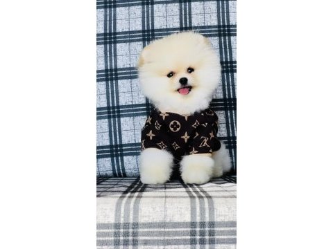 Pomeranian boo