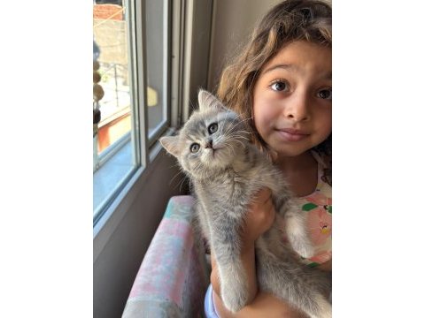 Dev adayı british shorthair erkek