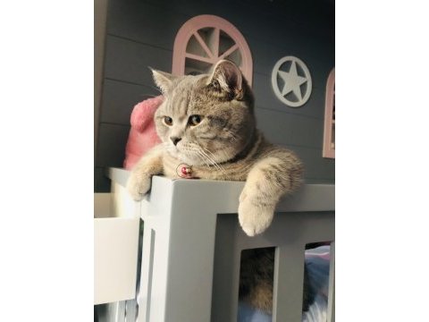 16 aylık british shorthair