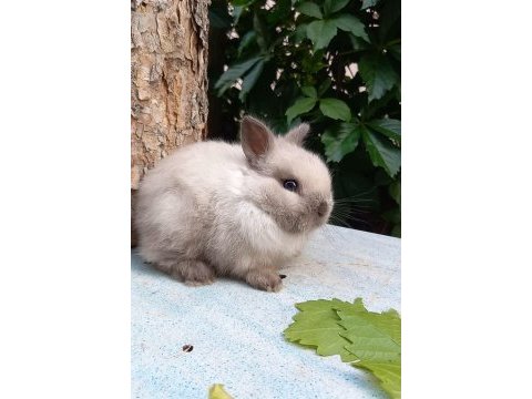 Cüce tavşan özel renk