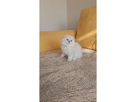 2.5 aylık anne baba şecereli british longhair yavrular