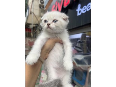Scottish fold erkek point bebekler