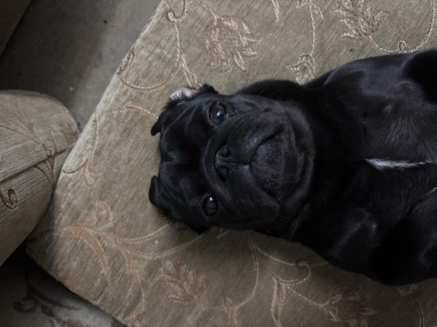 Yetişkin iki yaşında pug safkan dişi ve erkek var siyah