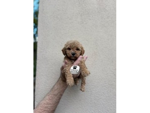 Toy poodle dişi - erkek
