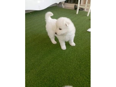 Samoyed yavruları orijinal safkan