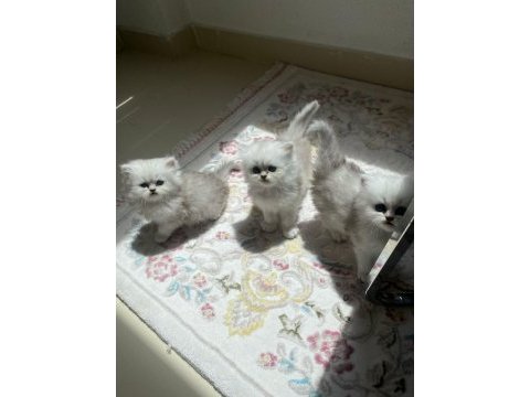 Silver dişi british longhair yavrular
