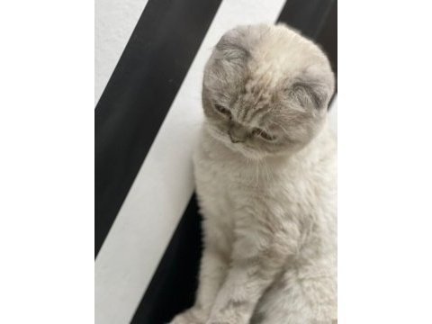 1 yaşındaki dişi scottish fold kedimizi sahiplendiriyoruz