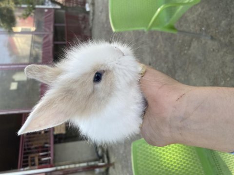 Hollanda lop melezi yavru tavşanlar