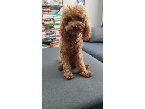 Toy poodle orjinal