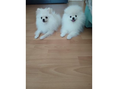3.5 aylık pomeranian yavrularımız