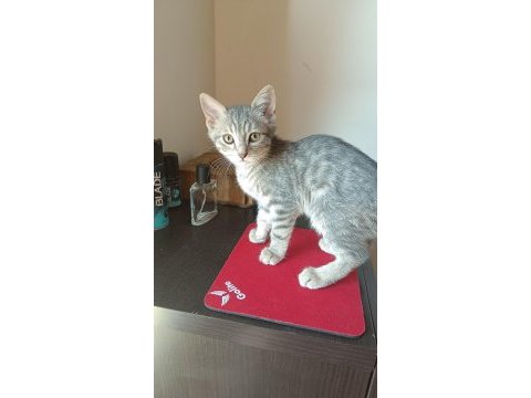 British shorthair