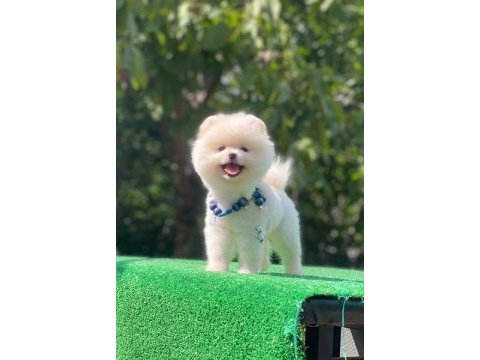 Pomeranian