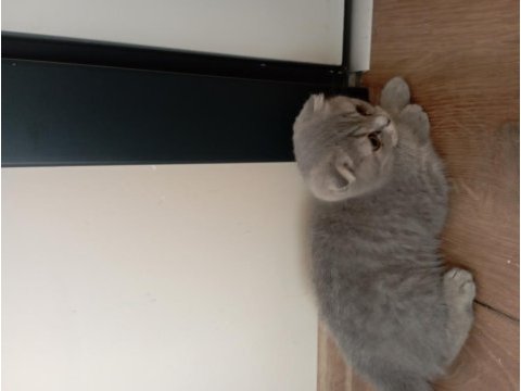 Scottish fold cins kedimiz