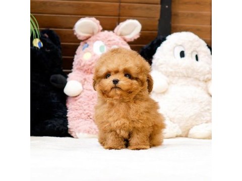 Antıalerjık toy poodle bebeklerım