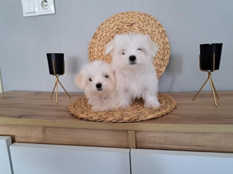 Mükemmel kalitede kore maltese yavrularımız