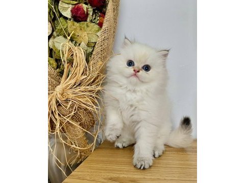 British shorthair ve british longhair show kalite yavrular