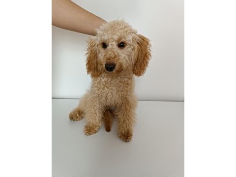 Wc eğitimli 6 aylık toy poodle şans