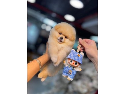 Micro pomernian boo (kütahya exuma pet center)