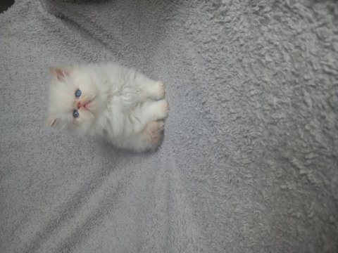 Yakışıklı erkek yavru kedimiz yeni yuvasını arıyor