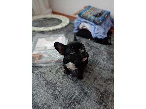 A+a kalite merle french bulldog