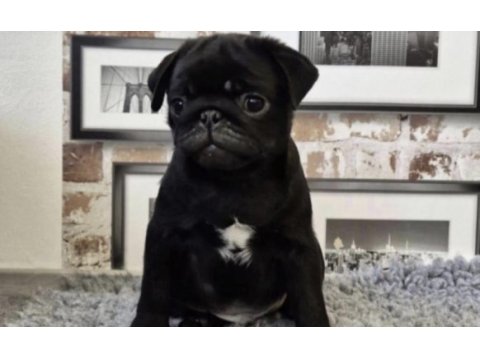 Pug safkan siyah