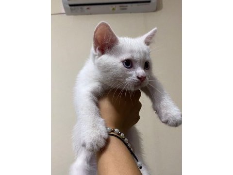 British shorthair