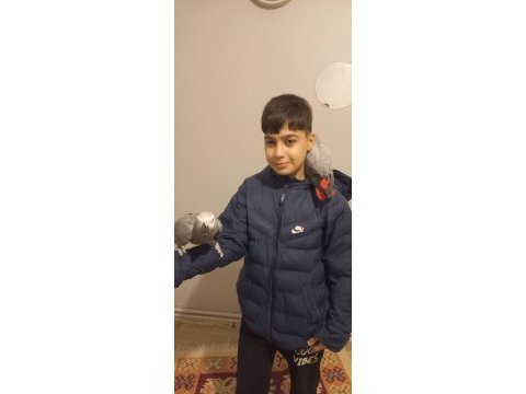 Ful evcil jako papağanı
