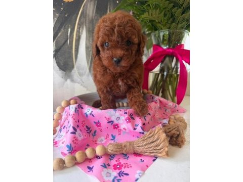Aşılı mikro çipli toy poodle yavrularımız