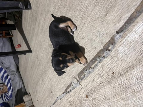 Minyatür pinscher