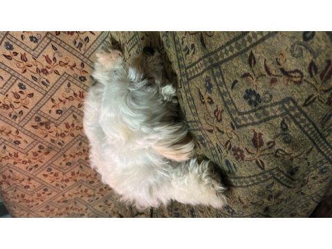 9 aylık dişi köpeğimiz yeni yuvasını arıyor