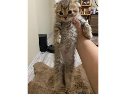Scottish fold yavrularımız yeni yuvalarını arıyor.