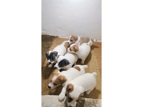 Jack russell terrier akıllı zeki safkan bebekler