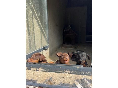 3 aylık doberman yavruları