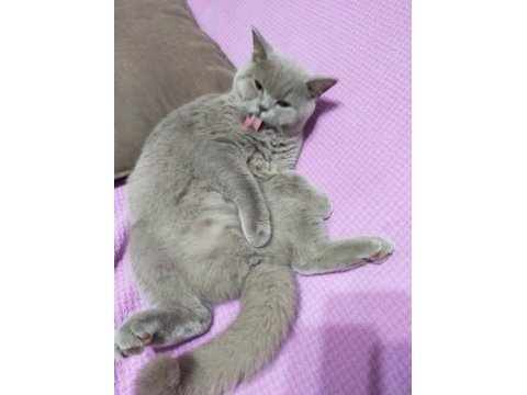 British shorthair dişi lilac
