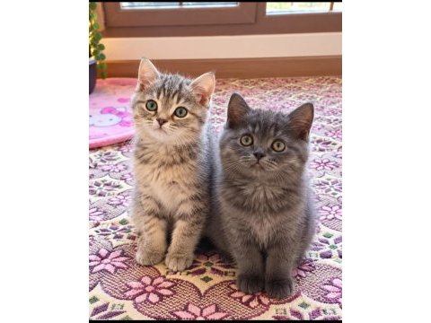 Cana yakın sevimli british shorthair dişi ve erkek